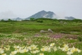 五色ヶ原からトムラウシ山（7月）.jpg