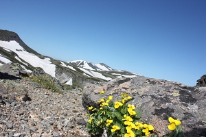 山頂から（エゾタカネスミレ）（6月）.jpg