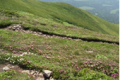 富良野岳山頂付近のエゾノツガザクラ群落（7月）.png