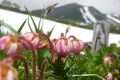 第一花畑（エゾコザクラ）（6月）.jpg