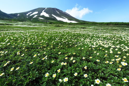 旭岳とチングルマの大群落
