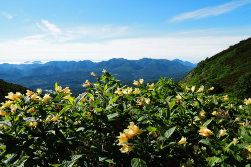 ウコンウツギと石狩連山