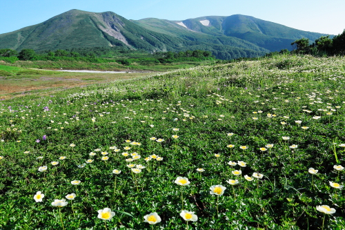 緑岳とチングルマ