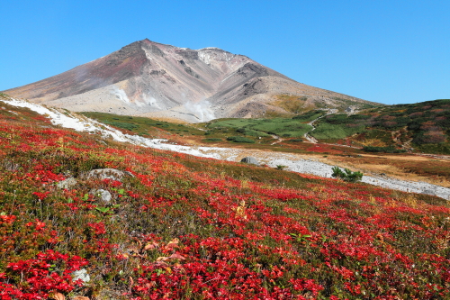 旭岳とチングルマの紅葉