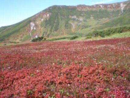チングルマの紅葉と当麻岳（９月）.jpg