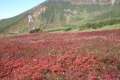 チングルマの紅葉と当麻岳（９月）.jpg