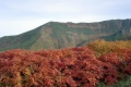 ナナカマドの紅葉（９月）.jpg