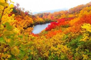 高原の紅葉