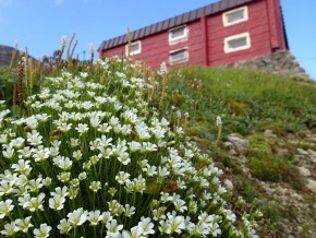8月の開花（元データ）