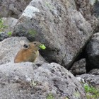 IMG_0819