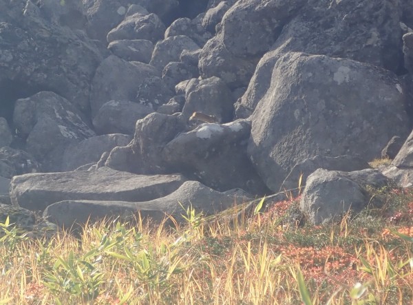 ナキウサギ