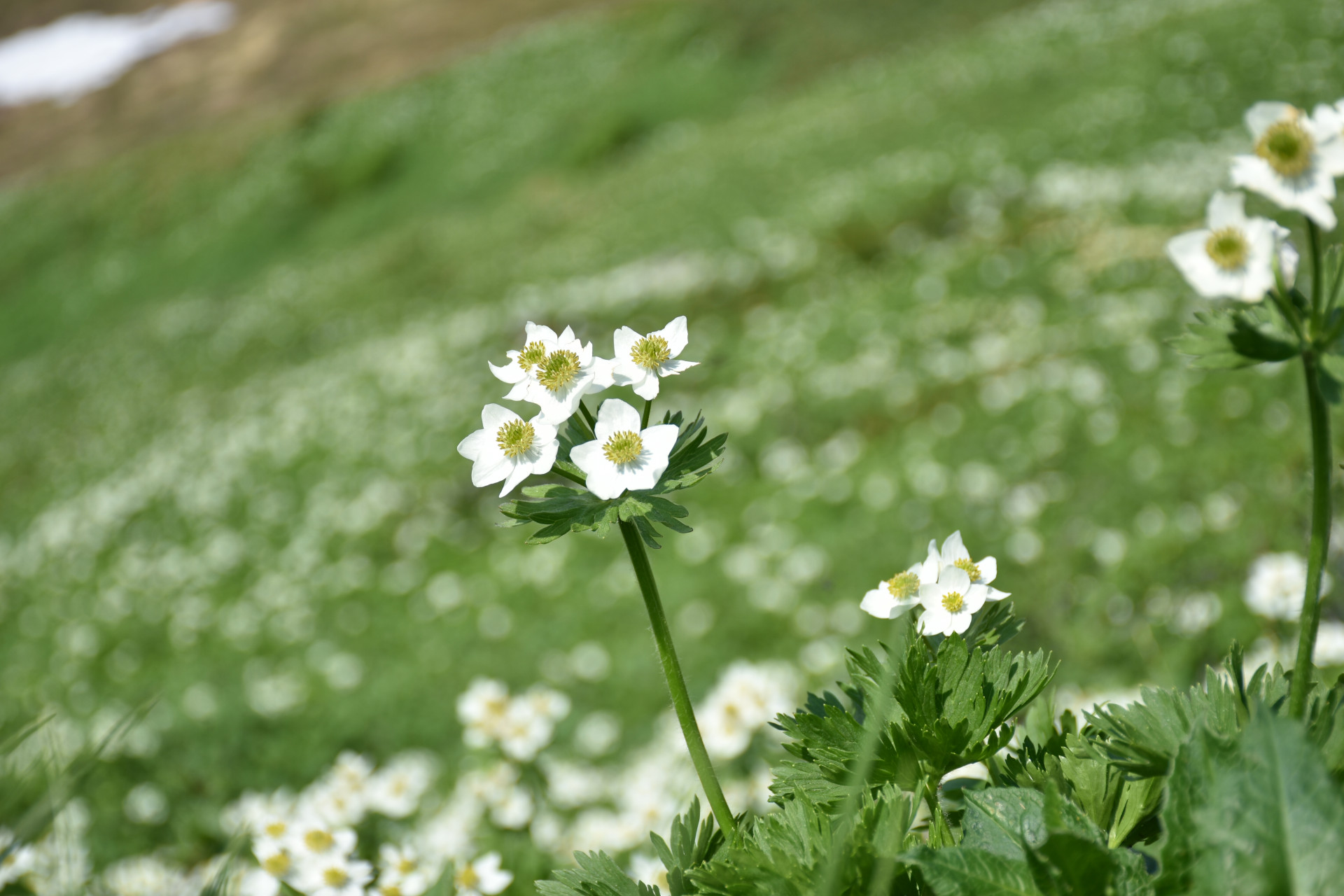 富良野岳】Mt.Furanodake：高山植物開花情報 Alpine plants Info - 大