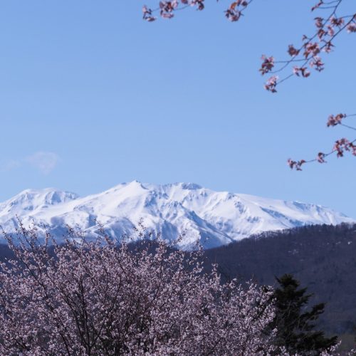 風景_愛別岳と桜（入江）