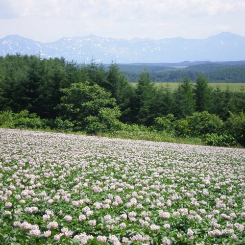 ジャガイモ畑から十勝岳連峰(7月)